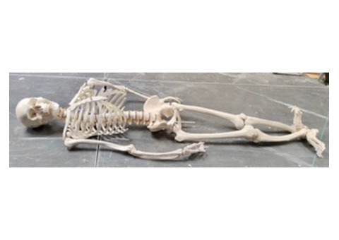Un squelette articulé anatomique