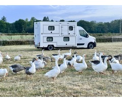 Camion de transport danimaux surmesure