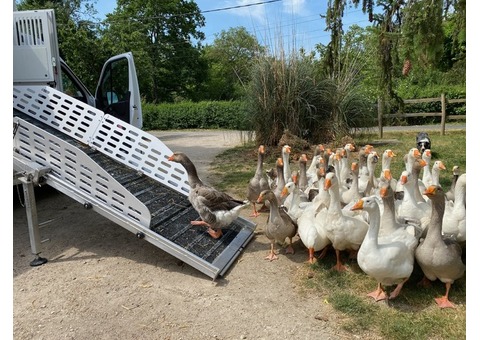 Camion de transport danimaux surmesure