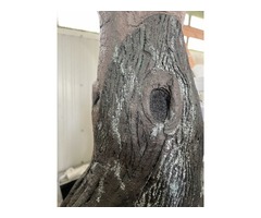 Arbre réaliste